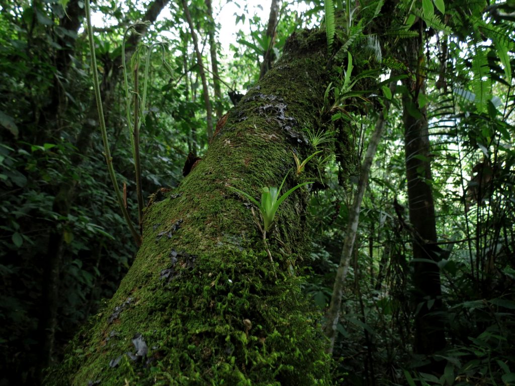 Portal Forestal Corpochivor