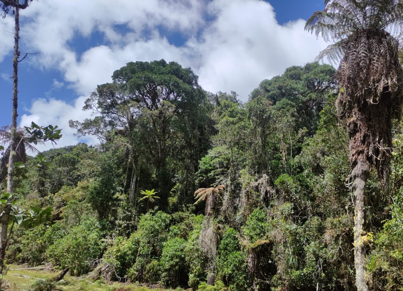 NORMATIVIDAD FORESTAL 