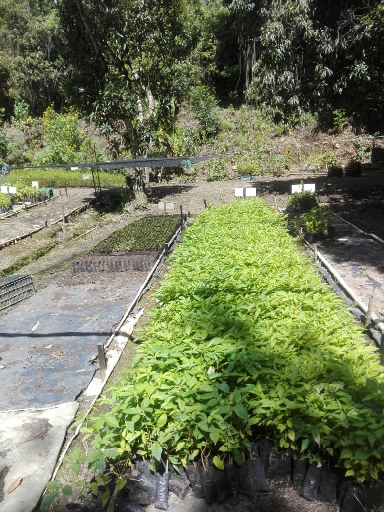PRODUCCIÓN EN VIVEROS