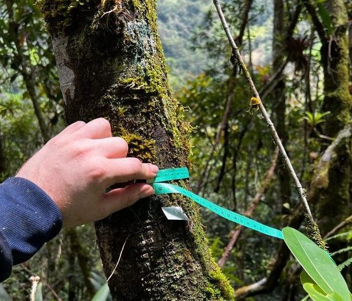 SISTEMA DE MONITOREO DE BOSQUES